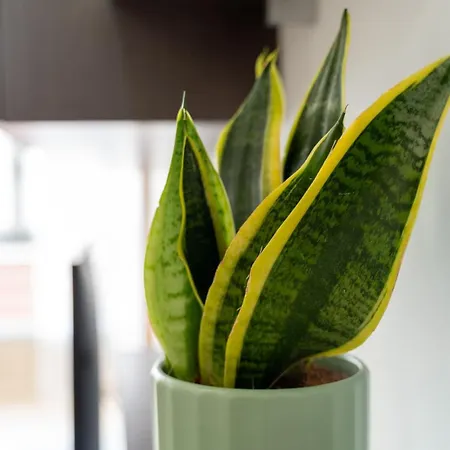 Endorfita Sonrisa - Canteras Διαμέρισμα Λας Πάλμας ντε Γκραν Κανάρια