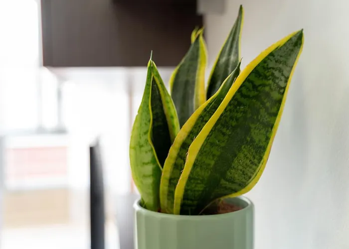 Endorfita Sonrisa - Canteras Apartament Las Palmas de Gran Canaria